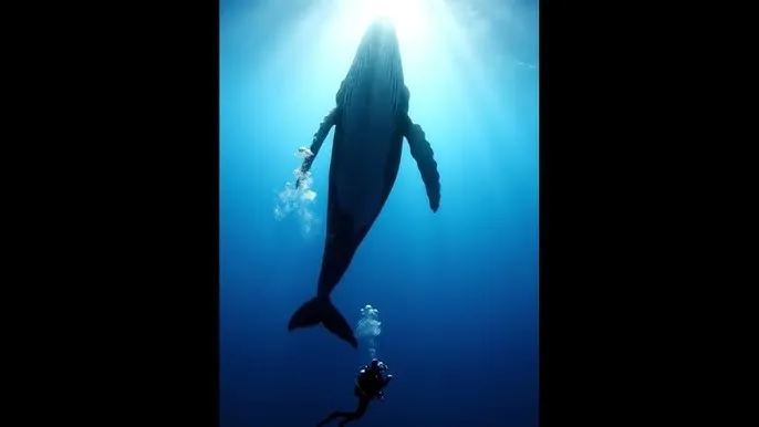 黑椒盖饭 - 深蓝星球：探索海洋深处的未知世界